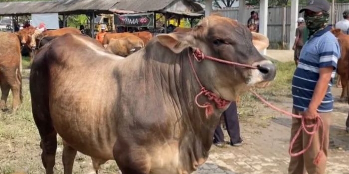 Salah satu sapi kurban yang dijual di Pasar Hewan Tikung