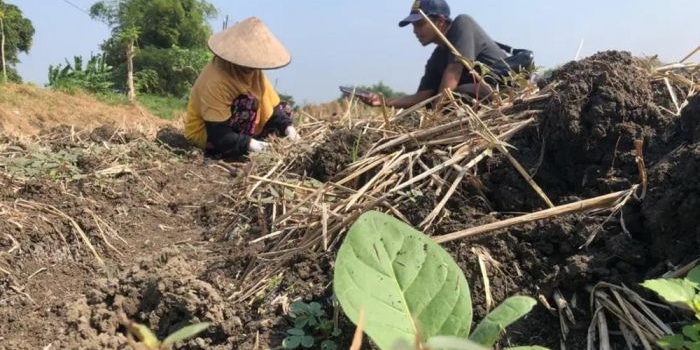 Ilustrasi petani sedang melakukan tanam tembakau.