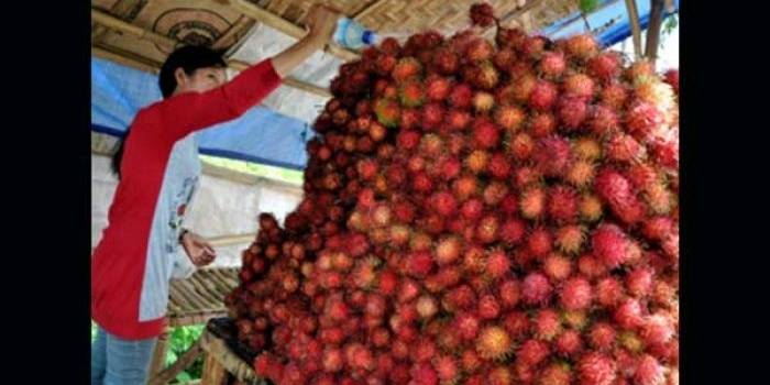 Seorang warga di Desa Ngetos usai memanen rambutan. foto: soewandito/ BANGSAONLINE