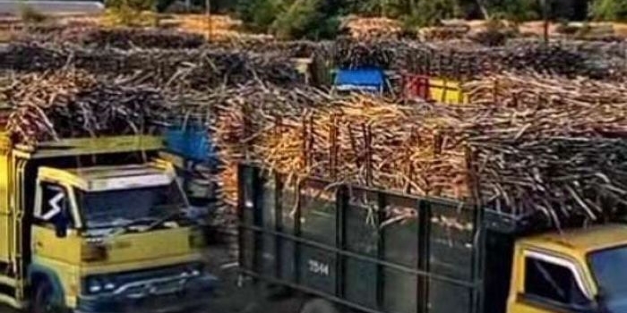 sudah-4-minggu-5-000-ton-gula-pg-assembagoes-situbondo-belum-laku-apa-sebabnya
