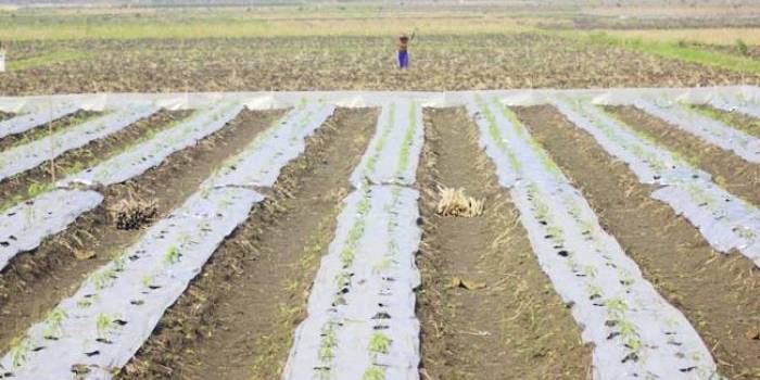 Tampak salah satu petani di Kecamatan Baureno sedang mencangkul untuk menanam cabai. foto: EKY NURHADI/ BANGSAONLINE