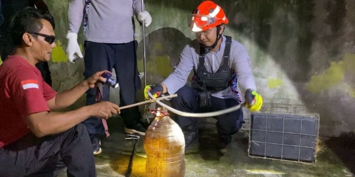 damkar-tuban-evakuasi-ular-kobra-panjang-1-meter-yang-masuk-ke-kandang-burung-milik-warga