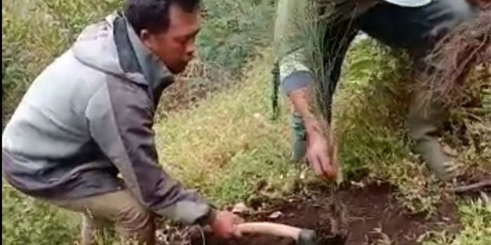 Petugas dari LMDH Ganesha Probolinggo saat menanam bibit cemara.
