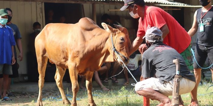 Berqurban