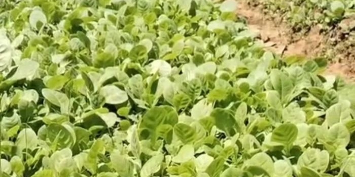 sambut-musim-tanam-tembakau-petani-sumenep-mulai-semai-bibit-harga-capai-rp50-ribu-per-ikat