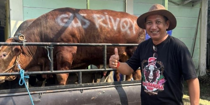 Sapi kurban yang disalurkan oleh kader PKB, Anggota DPR RI Dapil Lumajang - Jember, Rivqy Abdul Halim ke masyarakat dan pesantren