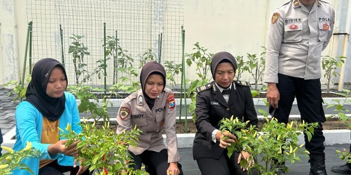 pekarangan-pangan-lestari-mapolresta-sidoarjo-pelihatkan-perkembangan-baik