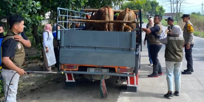 Petugas gabungan melakukan pemeriksaan pada hewan ternak yang masuk di perbatasan Kabupaten Lamongan