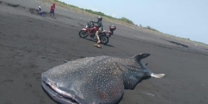 Ikan Hiu Tutul yang terdampar di pantai Mayangan, Desa Kepanjen, Kecamatan Gumukmas, Kabupaten Jember.