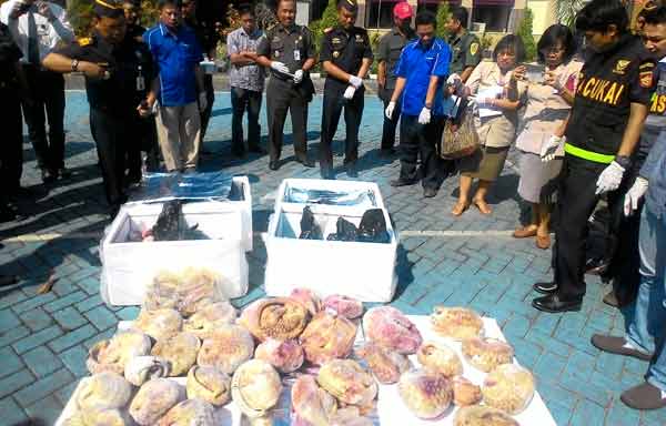 Petugas KPPBC Juanda memeriksa BB daging trenggiling yang hendak diselundupkan. foto: nanang ichwan/BANGSAONLINE