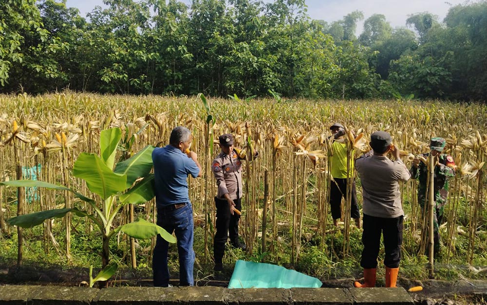 Wujudkan Swasembada Pangan di Ngawi, Polsek Geneng Bersama Tiga Pilar Panen Jagung