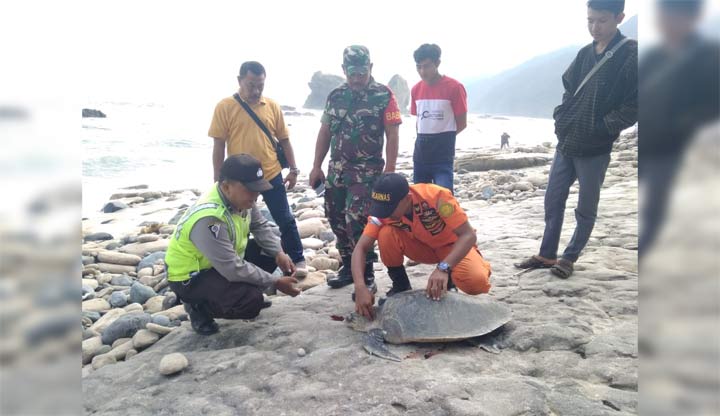 Petugas memeriksa kondisi penyu yang ditemukan wisatawan.