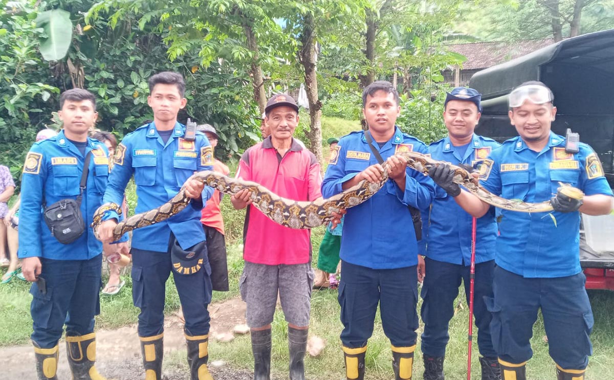 Petugas Damkar Kabupaten Blitar menunjukkan ular yang diamankan dari semak-semak di Desa Plosorejo.