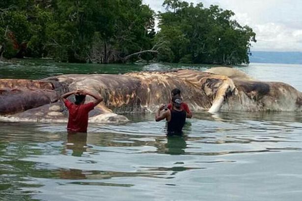 Mahluk Laut Misterius Tewas di Pantai Terpencil Maluku 