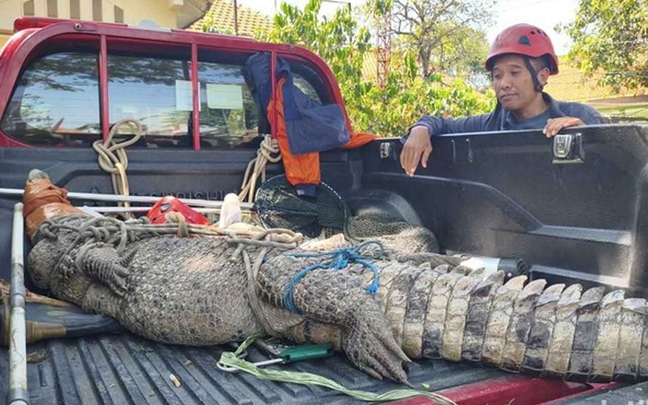 Buaya muara yang berhasil diamankan BPBD Sidoarjo dan warga setempat, di kebun tebu.