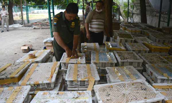 SELUNDUPAN: Petugas BBKSDA Jawa Timur menunjukkan barang bukti (BB) berbagai jenis burung yang diamankan. foto: catur andy erlambang/ BANGSAONLINE