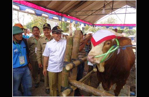 Pemkab terus memacu untuk meningkatan populasi sapi di Banyuwangi.