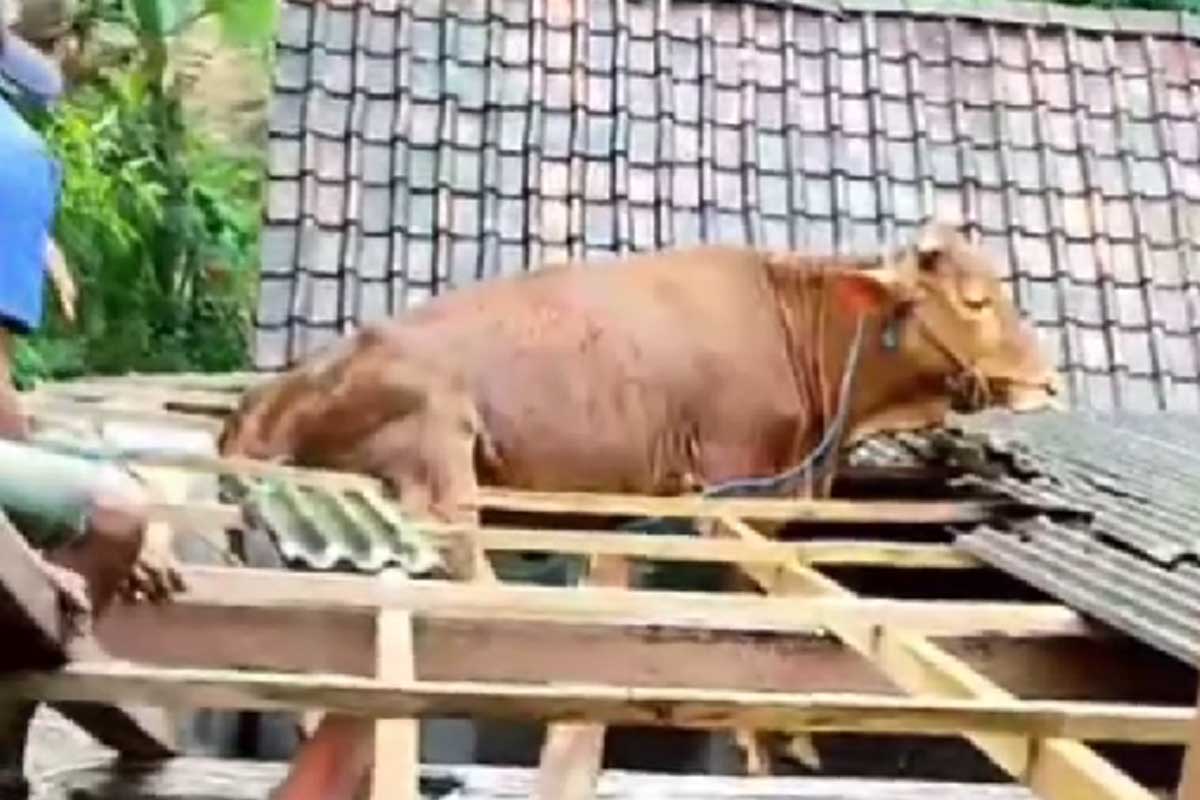 Tangkapan layar video yang menunjukkan seekor sapi yang nyangkut di atap rumah warga di Pacitan.