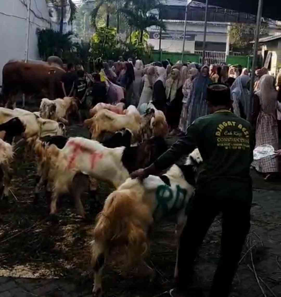 Tampak sapi dan kambing kurban Idul Adlha 2025 di halaman Sekolah SMA Amanatul Ummah Jalan Siwalankerto Utara Surabaya, Jumat (6/6/2025). Foto: ist