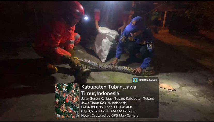 Ular piton sepanjang 3 meter yang berhasil diamankan Damkar Tuban