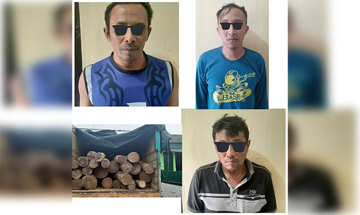 Tiga terduga pelaku illegal logging yang diamankan polisi.