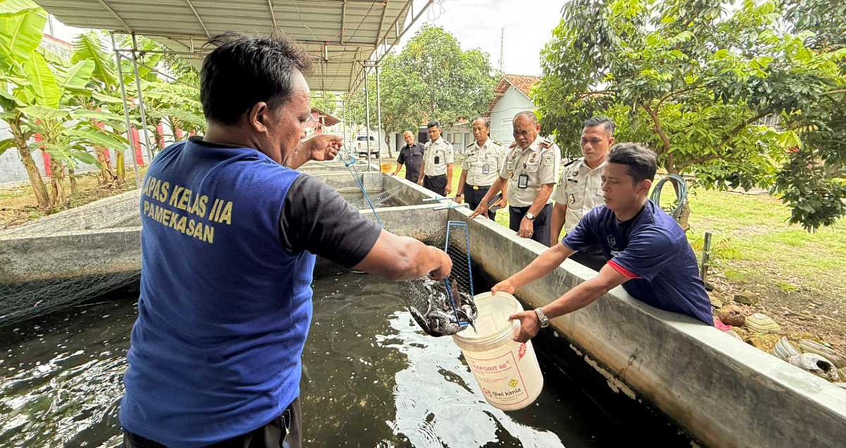 WBP Lapas Pamekasan saat memanen lele.