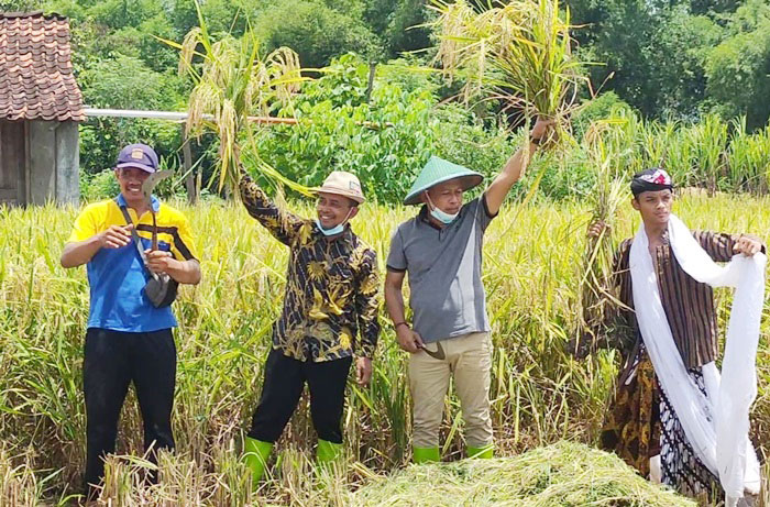 Cabup Sugiri Sancoko saat memanen padi bibit MHS 700.