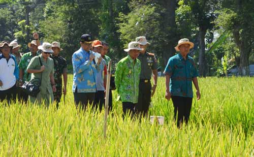 Kadis Pertanian H. Hindarto bersama Bupati Bondowoso Drs. H. Amin Said Husni saat meninjau lokasi pertanian organik. (foto: sugiyanto/BANGSAONLINE)