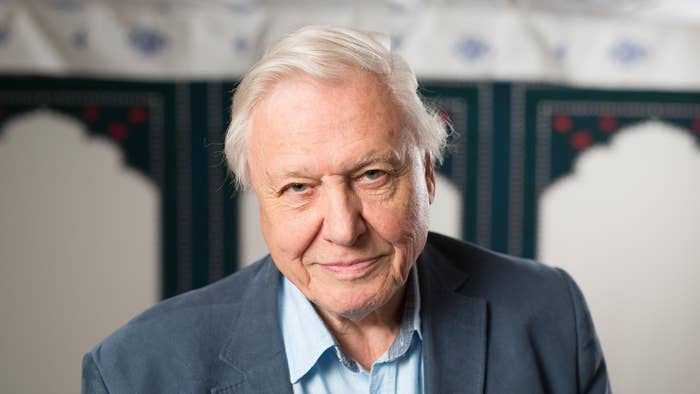 Sir David Attenborough, berawal dari hati. foto: repro standard.co.uk