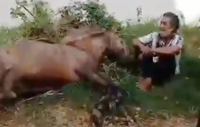 Atim, pemilik kuda hanya bisa meratapi kuda kesayangannya yang diduga mati karena kelelahan saat prosesi adat Puter Kayun.