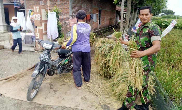 Sertu Erhandi sedang membantu panen padi.