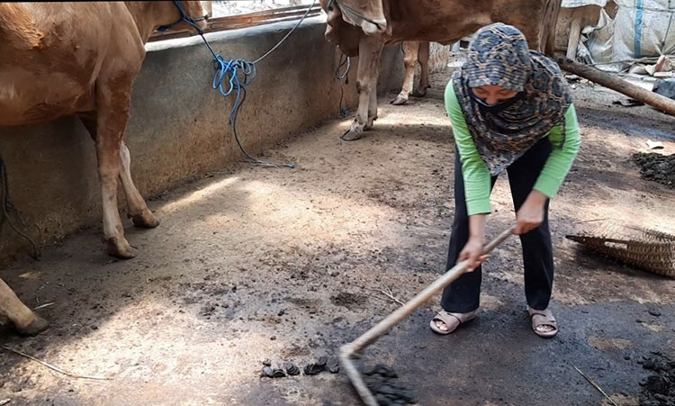 Siti saat mengumpulkan kotoran sapi di kandangnya. (foto: MUJI HARJITA/ BANGSAONLINE)