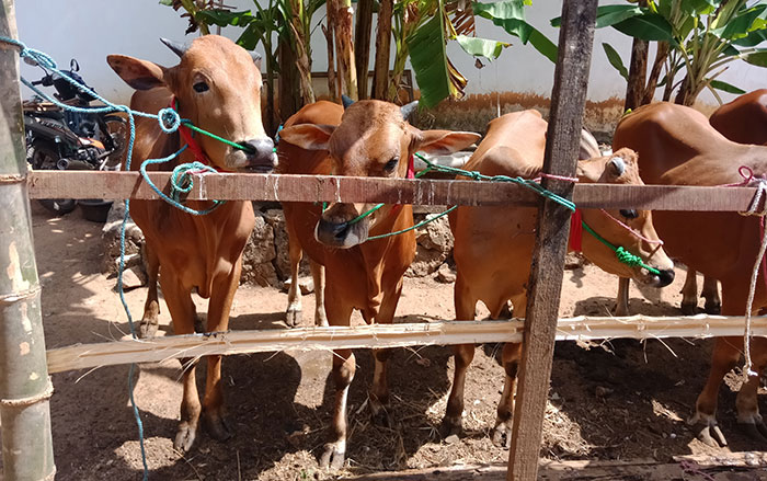 Sapi milik salah satu peternak di Desa Pesarenan, Kecamatan Kedungdung, Sampang. Foto: MUTAMMIM/BANGSAONLINE
