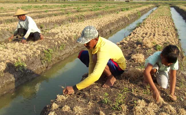Muhamad Dapet dibantu anaknya saat mencabuti daun bawang yang menguning milik Wito. Tampak sawahnya seperti hamparan rumput yang mengering. foto: BAMBANG DJ/ BANGSAONLINE