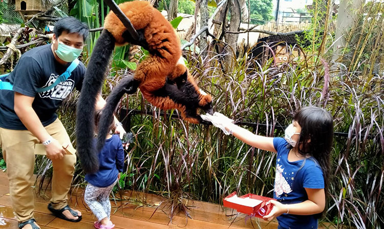 Keseruan pengunjung saat berinteraksi dengan cara memberikan pakan lemur. (foto: ist)
