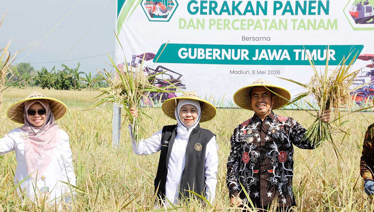 Gubernur Khofifah ketika panen padi.