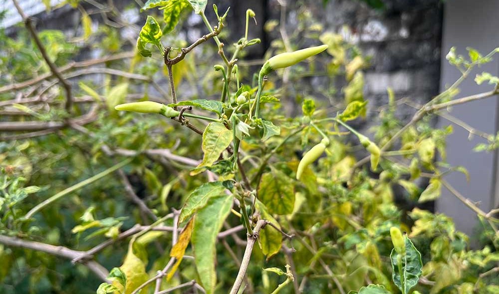Harga Sembako Jatim 8 April 2025: Cabai Rawit Rp73.797/kg, Beras Medium Rp12.497/kg