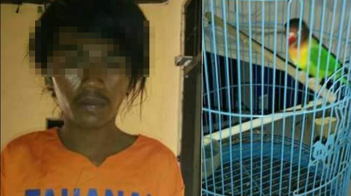 Tersangka berikut barang curiannya berupa lovebird dan sangkarnya.