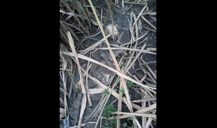 Tengkorak yang ditemukan warga di kebun tebu.