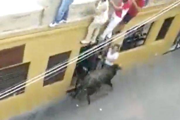 Momen banteng menyeruduk Sofia Lopez hingga perutnya ambrol. foto: repro mirror.co.uk