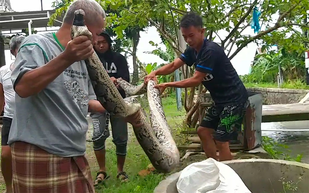 Warga saat memasukkan ular ke dalam karung.