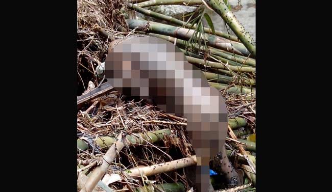 Mayat korban saat tersangkut semak belukar di dalam sungai.