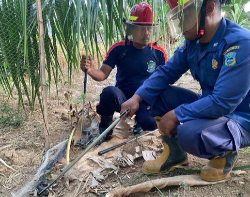 Damkar Pacitan berhasil mengevakuasi Ular Kobra yang menyerang siswa SMP (instagram: damkarpacitan)