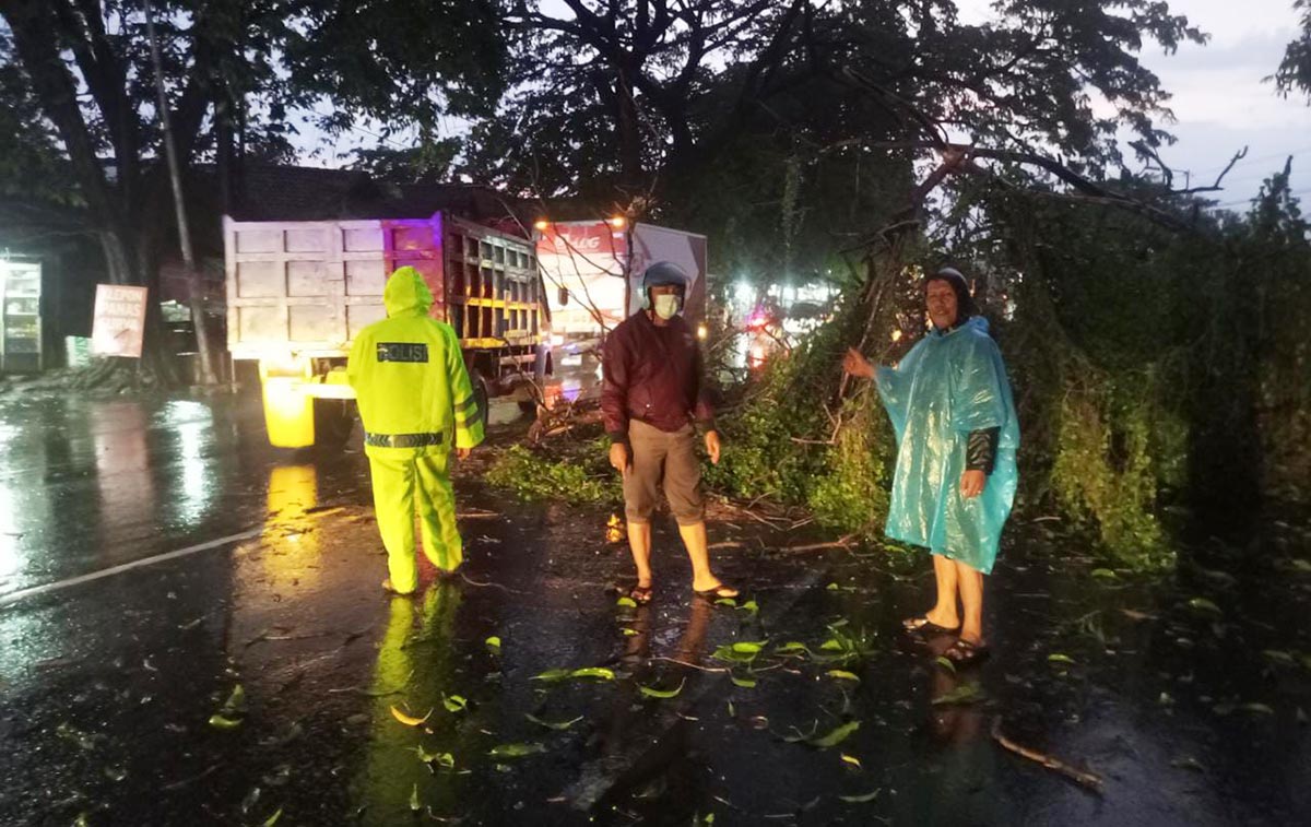 Petugas BPBD Kabupaten Pasuruan dibantu relawan FPRB saat memotong pohon yang tumbang di Bundaran Apolo. 