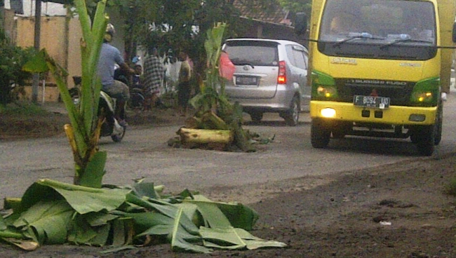 Sering Sebabkan Kecelakaan, Dua Jalan Raya di Nganjuk Ditanami Pohon Pisang
