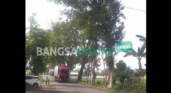 Tiga pohon besar di pinggir jalan yang di khawatirkan warga. foto: soewadito/ BANGSAONLINE