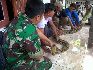 Piton raksasa di depan rumah Suwarno. Foto:gunadhi/BANGSAONLINE