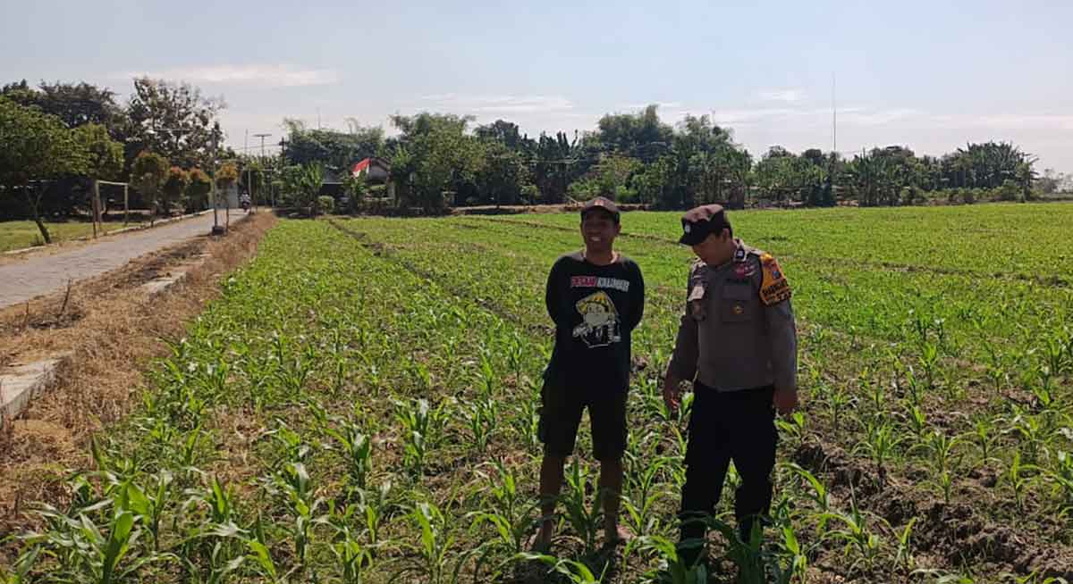 Dukung Program Ketahanan Pangan, Polsek Tarik Dampingi Petani