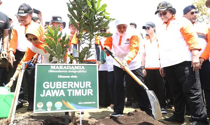Menteri LHK, Gubernur Jatim, para pejabat di Kementrian Lingkungan Hidup dan Kehutanan, melakukan penanaman pohon Macadamia.