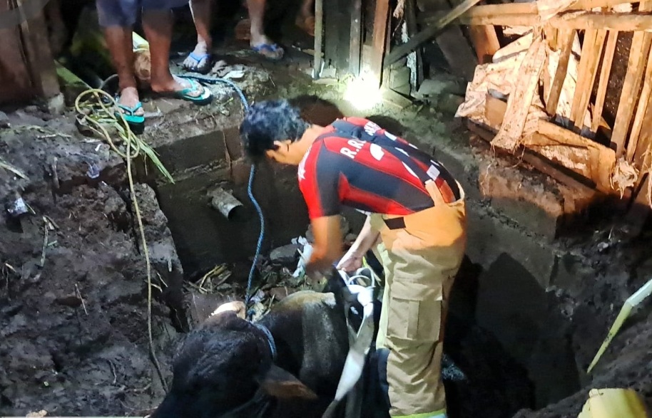 Petugas Damkar Kabupaten Kediri saat akan mengevakuasi sapi jantan yang terjebur Septictank. (Ist).